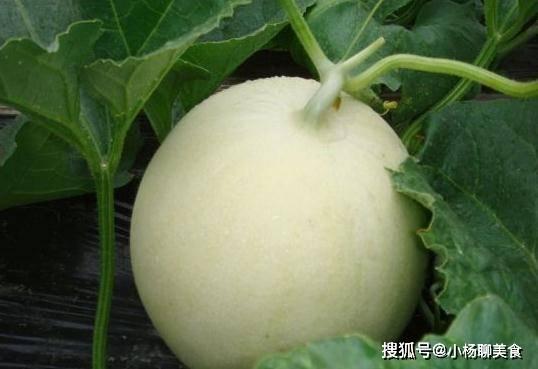 甜瓜人最新版本爆料,全新技能与剧情等你探索 第2张 甜瓜人最新版本爆料,全新技能与剧情等你探索 第2张